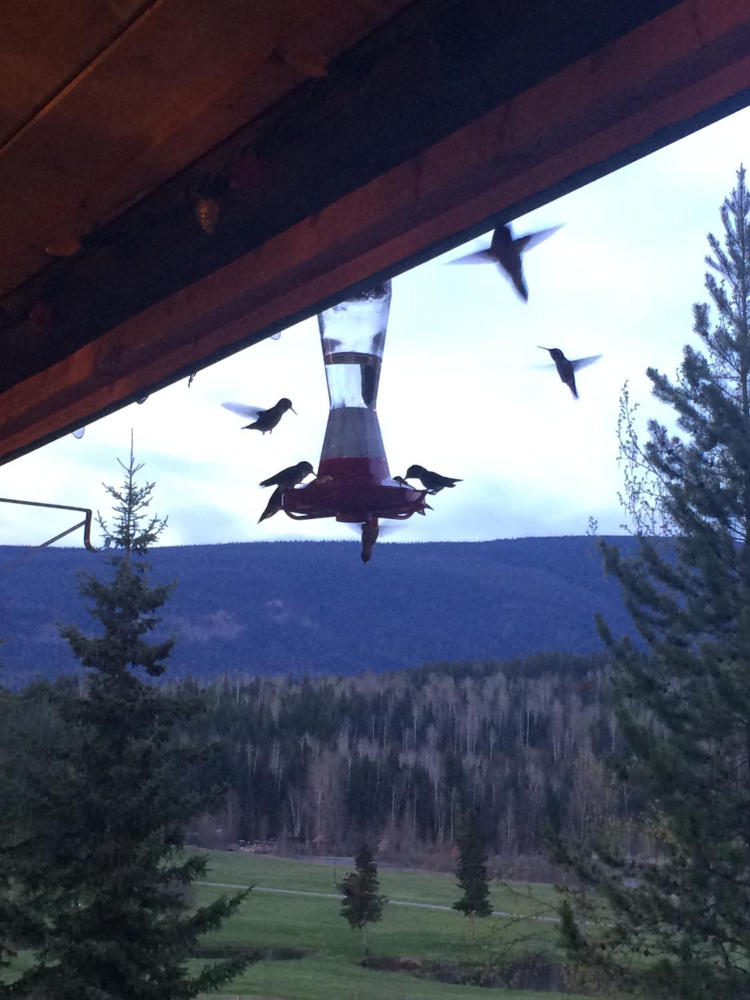 Helmcken Falls Lodge Cabin Rooms And Rv Park Clearwater Zewnętrze zdjęcie